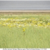eu ausonia biotope1 kher